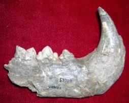 虎年的虎：我从哪里来，要到哪里去？