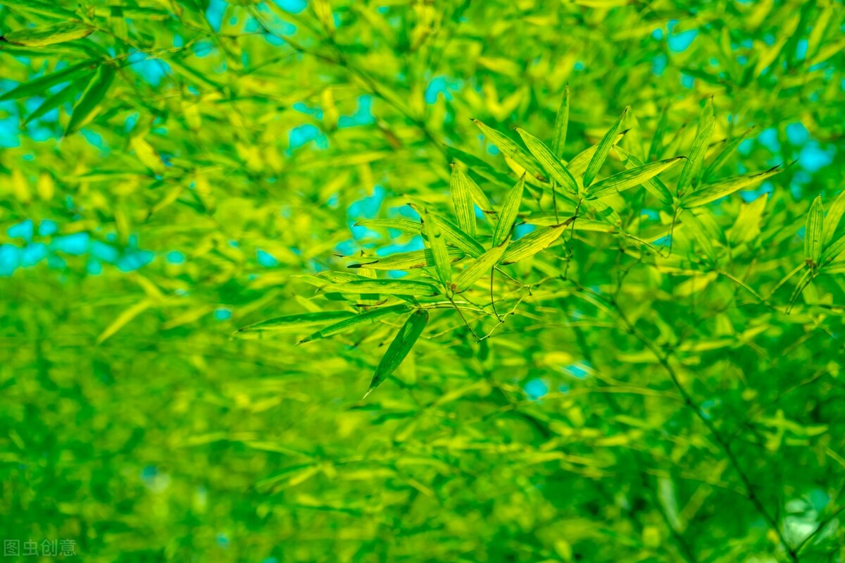 春天的遐想泰戈尔,春天的遐想纯音乐