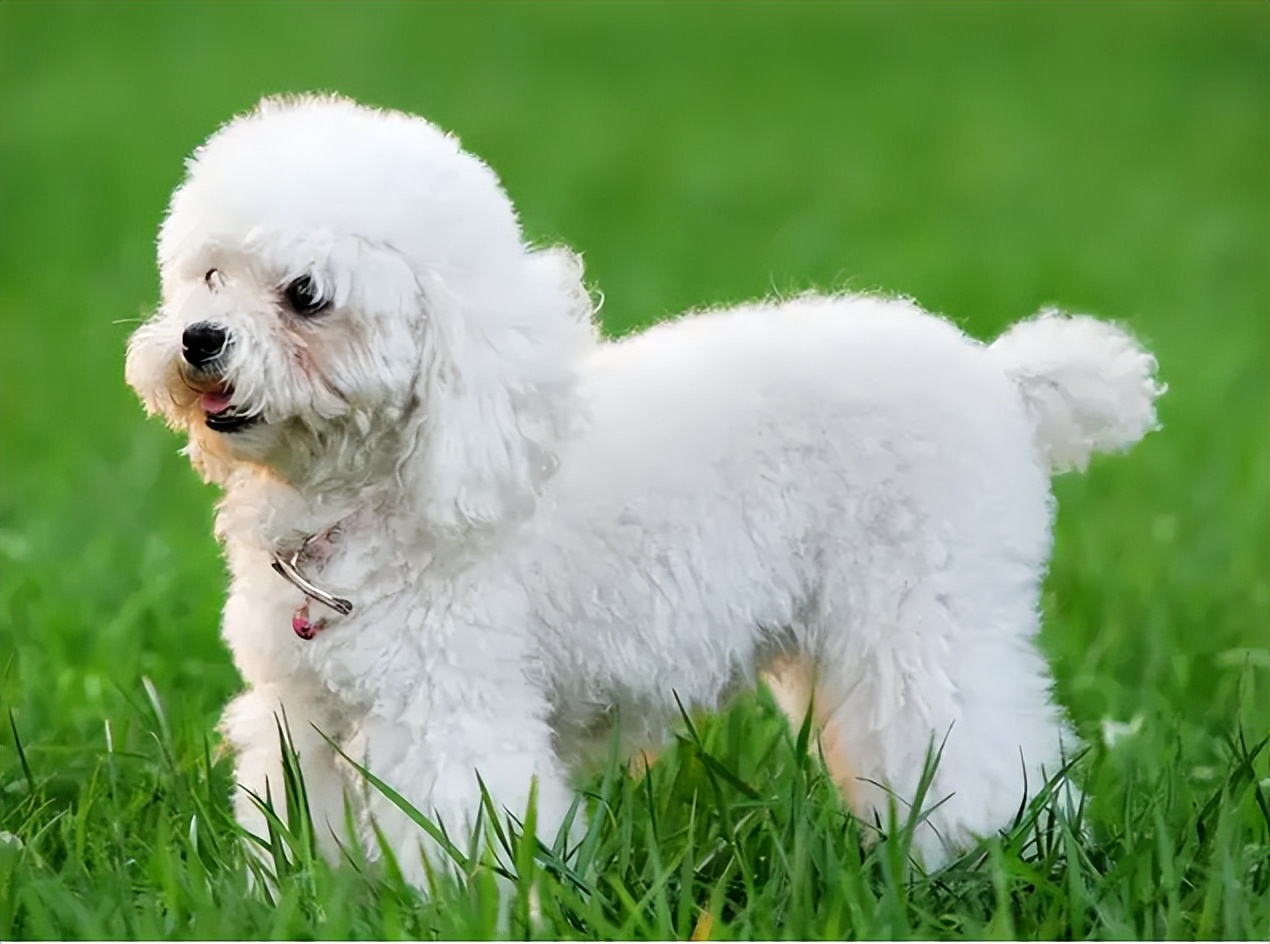 贵宾犬值得养不,贵宾犬到底好养吗