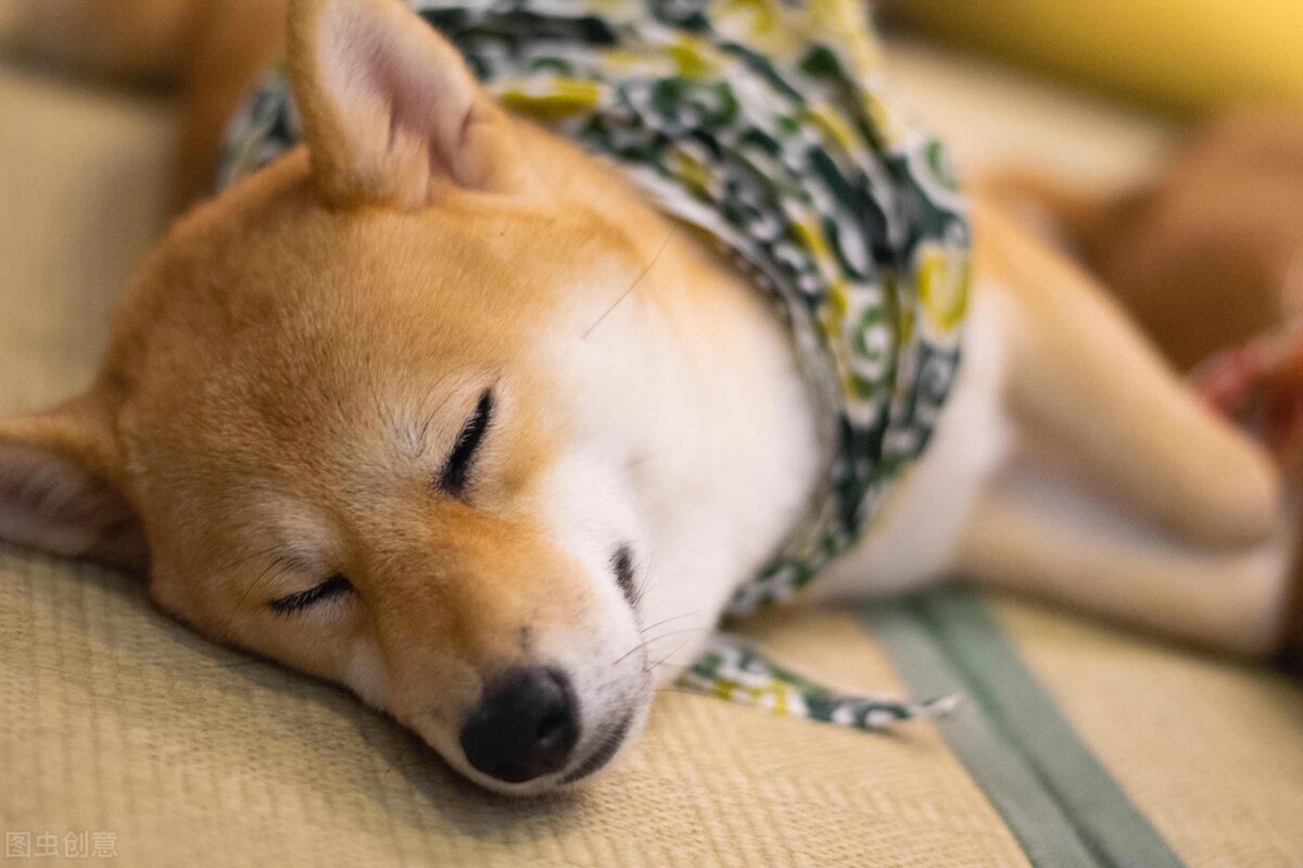 狗狗不吃狗粮怎么办才能让它吃,狗狗不吃狗粮怎么办吃什么狗粮好