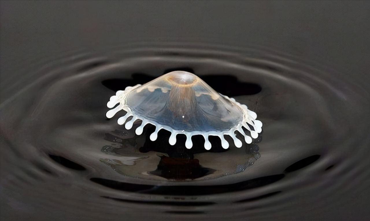 80个难得一见的图片,100个难得一见照片