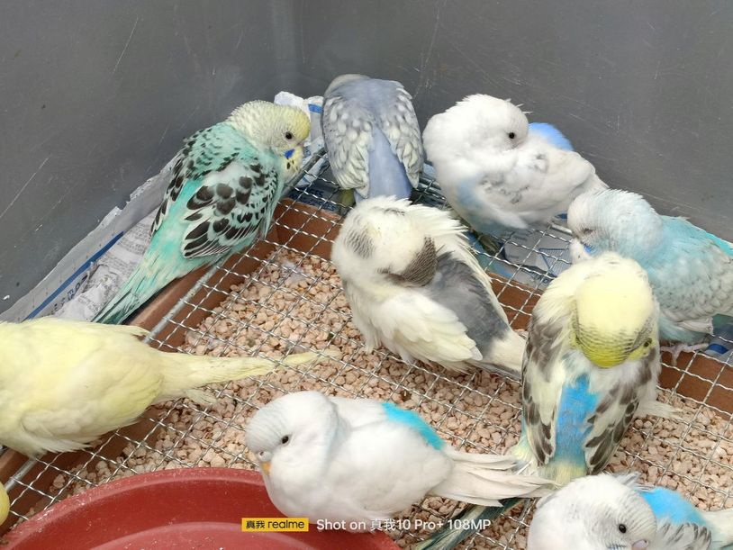 真我10pro手机曲面屏,真我10pro曲面屏评测