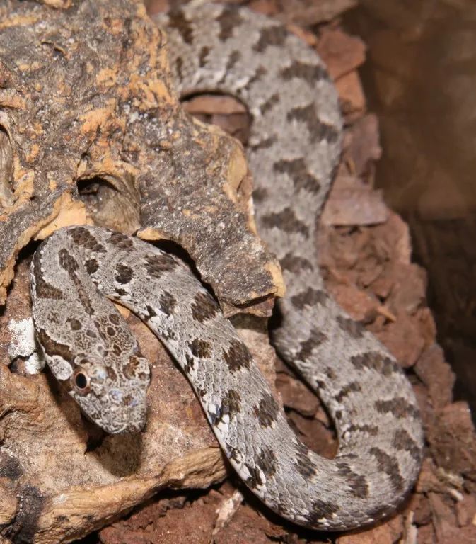 「原来欧洲有这么多种蛇？！」偷师卡塞尔的豢龙大师·下