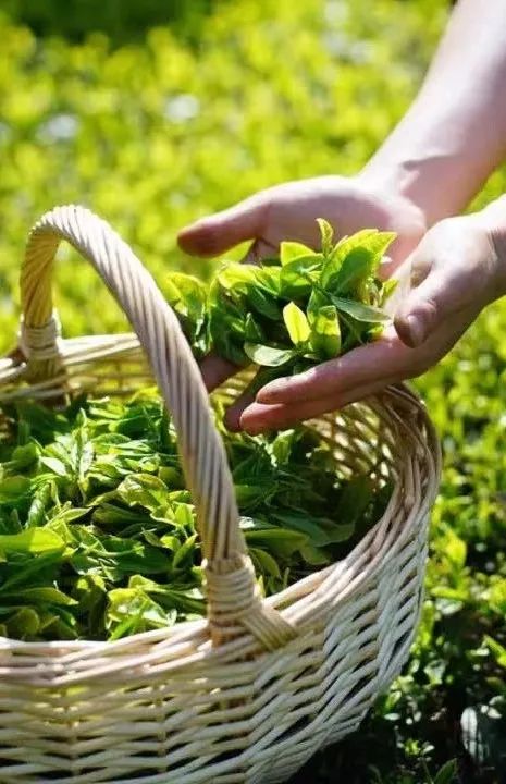 宜昌长阳绿茶,宜昌绿茶品牌五峰毛尖