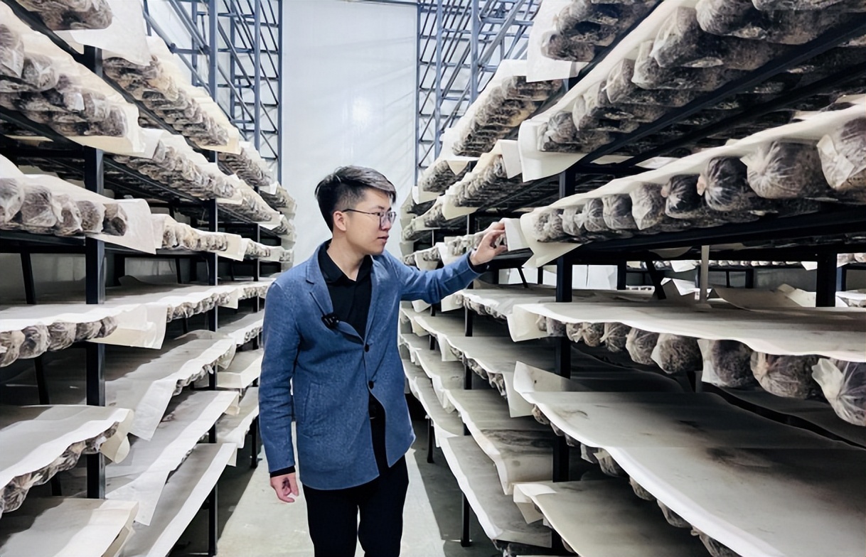 95后“菇三代”返乡创业,拼多多助力菇农增收致富