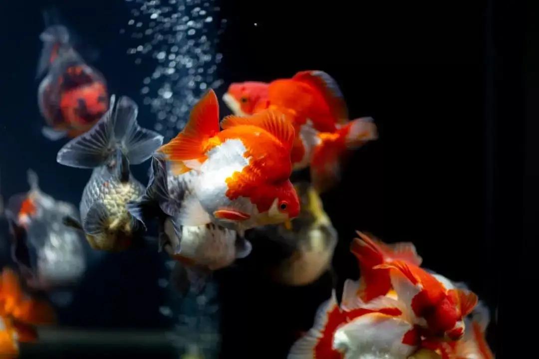 金鱼在国外泛滥成灾,中国金鱼在国外