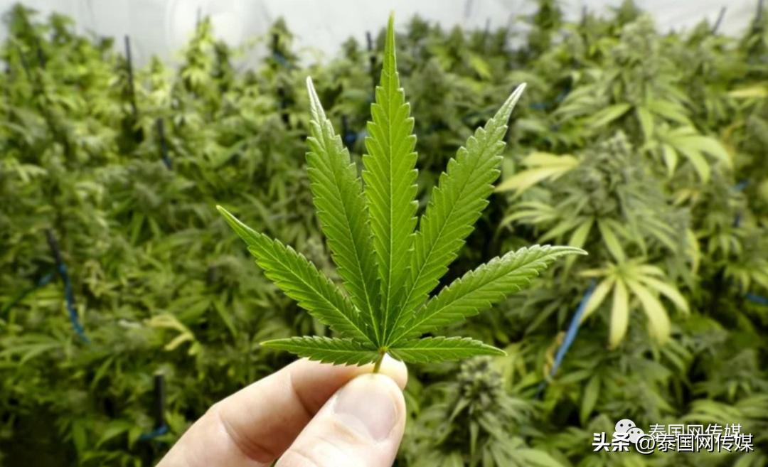 泰国吸引中国游客的主要原因是,中国游客不去泰国现在怎么样了