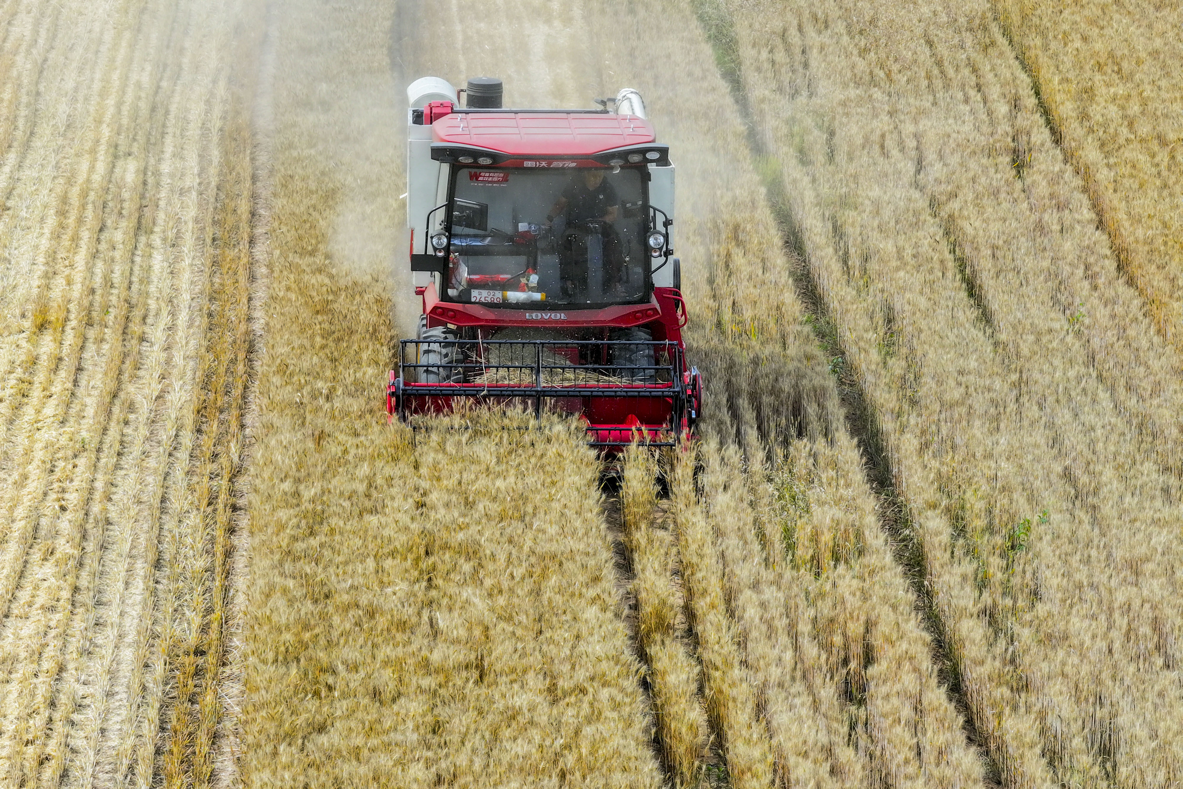 小麦丰收的画卷在错水河畔铺展，徐村麦浪滚滚，“丰”景如画
