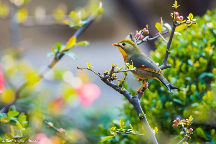 山青的古诗词,诗句中有山青花欲燃的句子