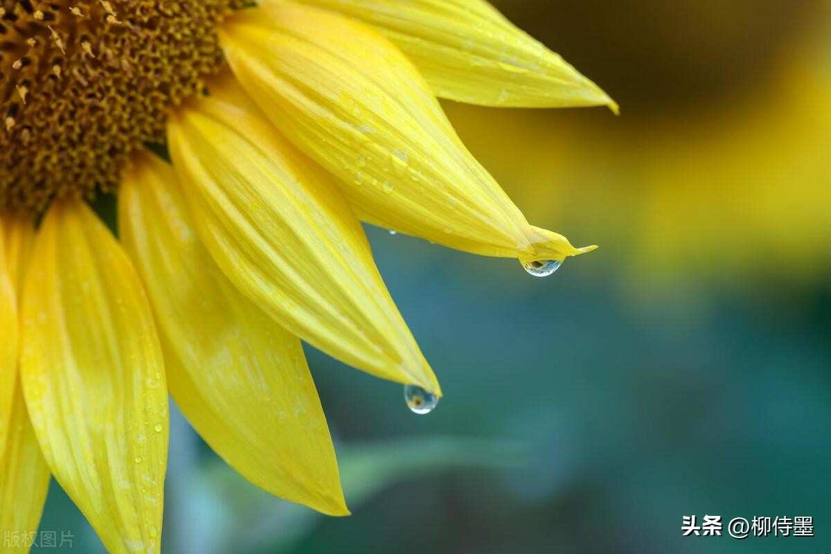 怎样用手机拍出向日葵好看的照片,向日葵怎样拍好看