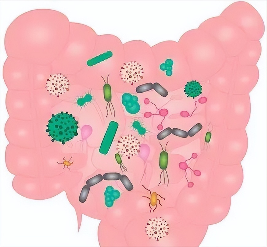 小肠细菌过度生长和心理有关系,小肠细菌过度生长阳性是怎么回事