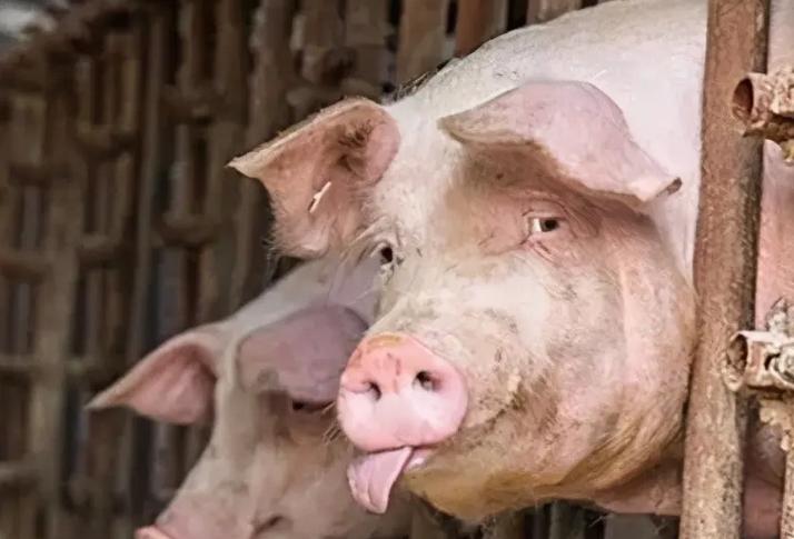 母猪热应激怎么办,母猪热应激发烧总是不退烧