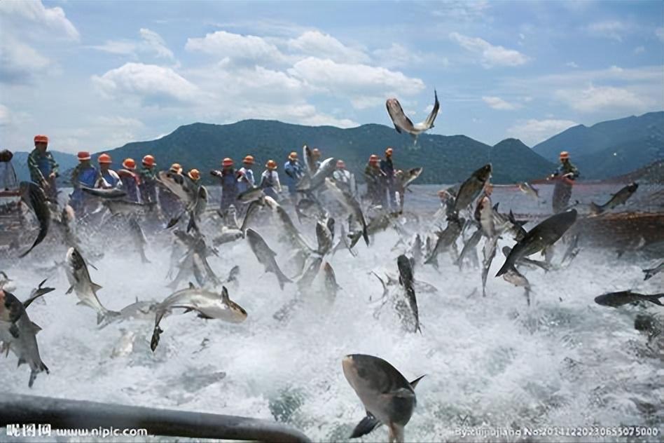 丁丽茹：广告老总跨行养鱼，大圆桶中收获千万财富，是如何做到的