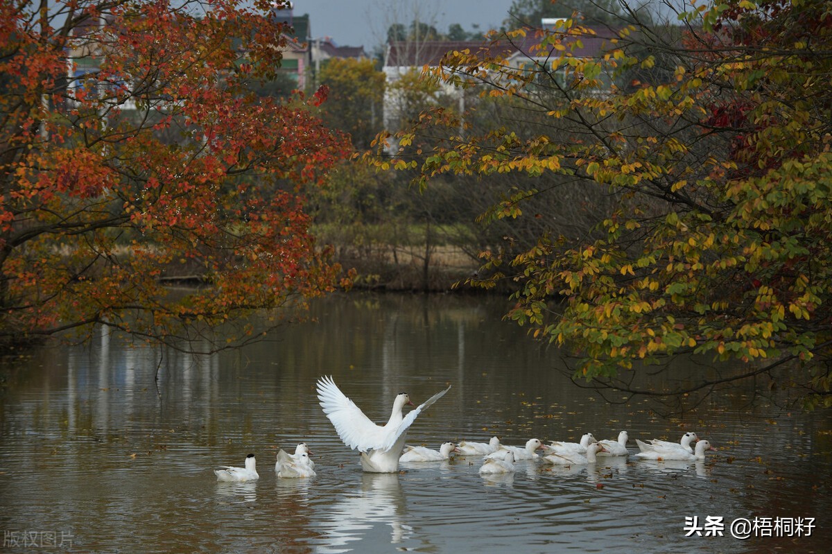 大爷爷和*奶大**奶的一生