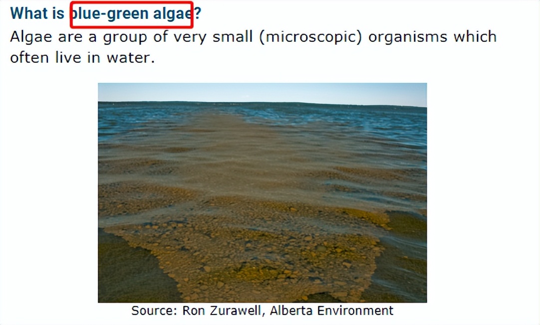 螺旋藻为什么能抗癌防癌,螺旋藻可以预防高血压和三高吗