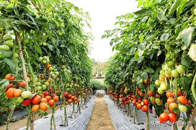 西红柿没彻底红就开裂了怎么处理,西红柿掉果用什么药