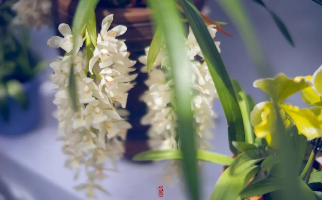 赏花的绝美诗句,16首经典赏花诗词资深花痴必背