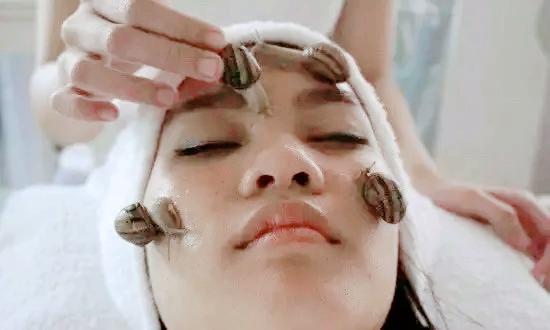 非洲大蜗牛的食用方法,非洲野生大蜗牛怎么吃