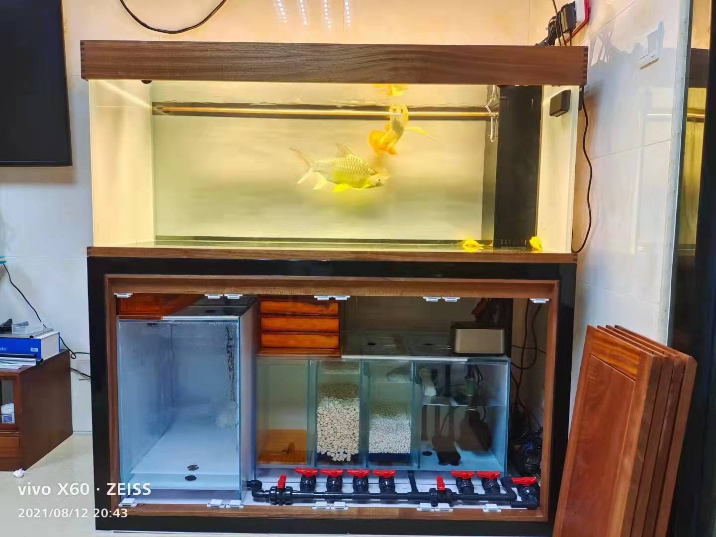 养鱼一定要开缸吗,新手养鱼开缸教程合集