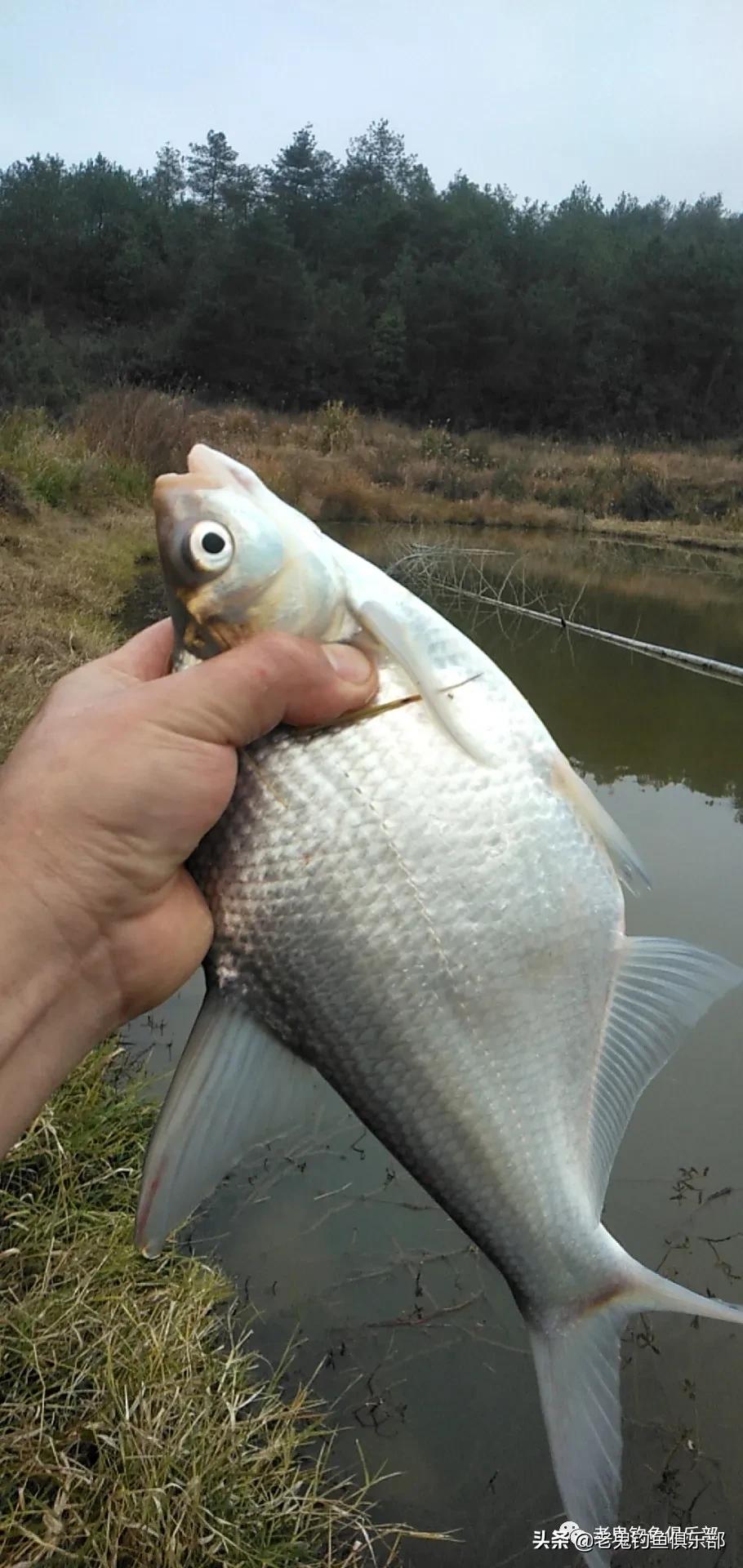 野钓谷香鲫鱼饵料,浓腥野钓饵料