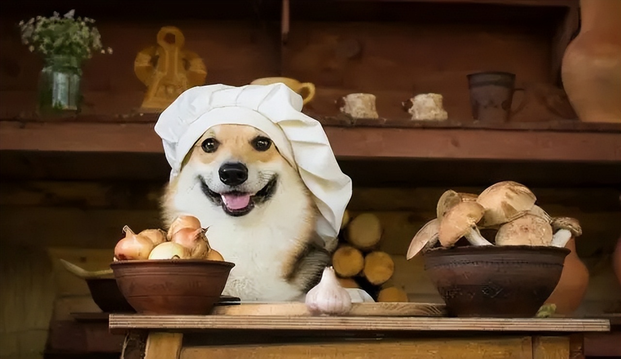 养狗狗的狗粮怎么选购合适,低成本养狗16款平价狗粮推荐