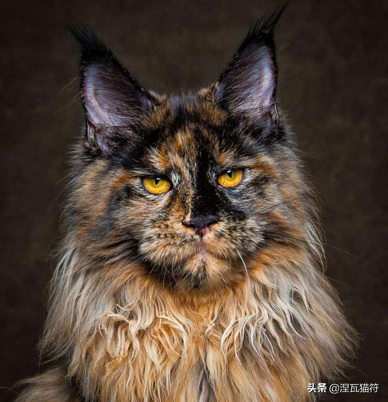 中国猫咪品种玳瑁猫,田园玳瑁猫的嘴