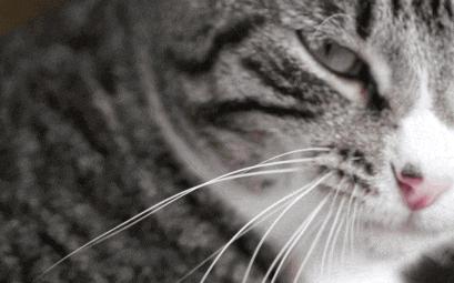 猫咪舔嘴就是嘴馋？答案可没那么简单