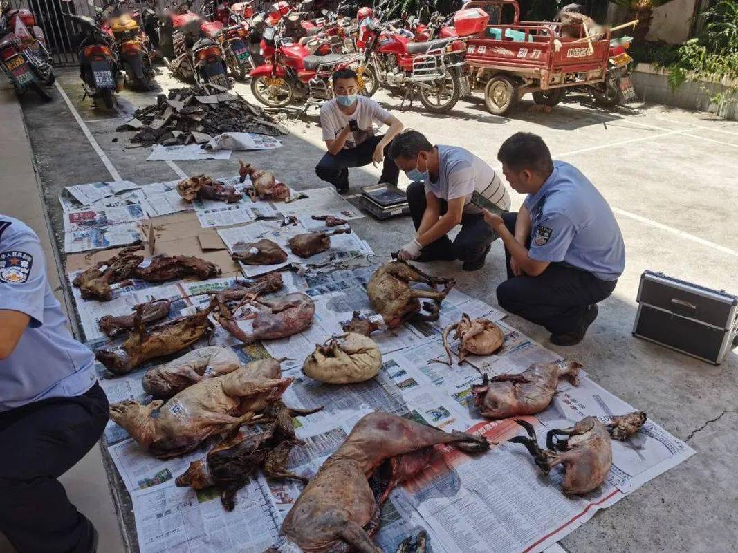 深析捕杀野生动物，探究带来可怕后果