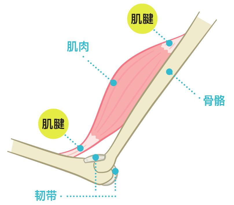 锻炼脚底跟腱的方法有哪些,足部跟腱拉伸的好处