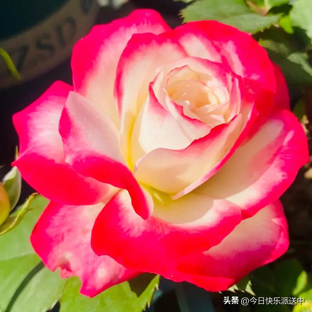 美醉了的月季花图片,各种颜色的月季花图片