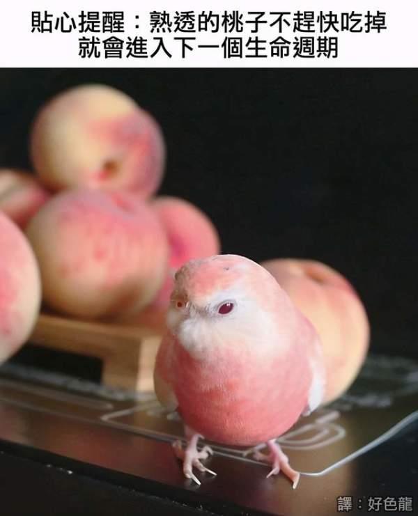 神回复：为什么吃生的蒜头会一直打喷嚏