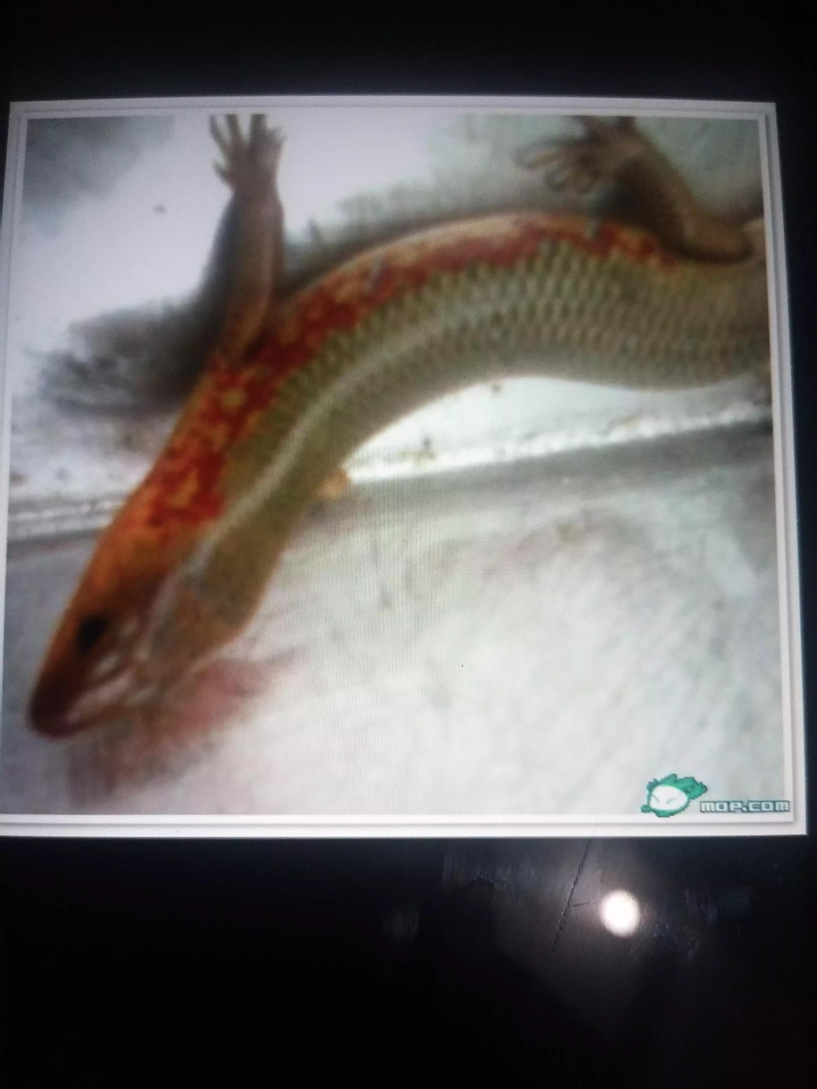 广西人的童年野果,广西人的童年有多快乐