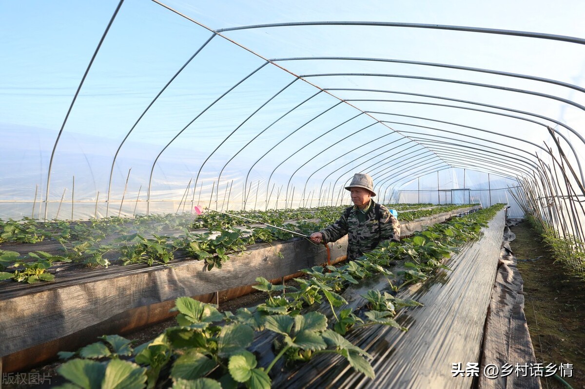 叶面肥早上使用好还是傍晚使用好,玉米叶面肥磷酸二氢钾使用方法