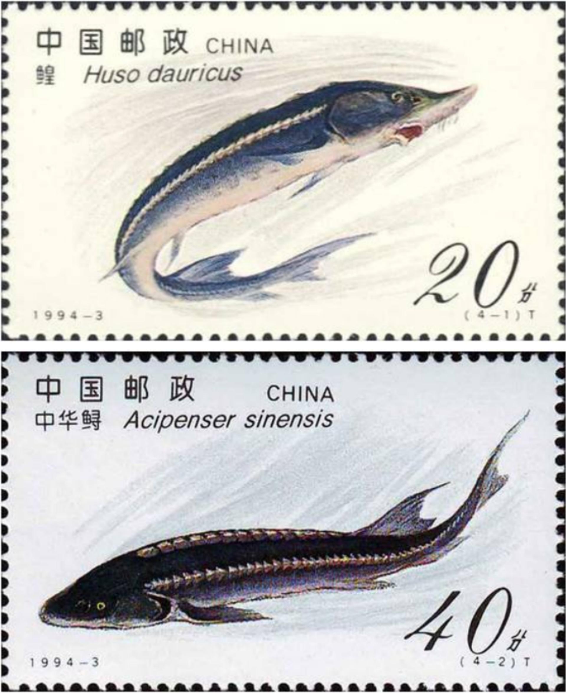 黑龙江里的鳇鱼一条几百斤,黑龙江的大鳇鱼几十斤