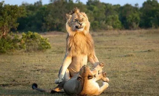 动物交,配时间表,最短0.3秒,最长的竟然是……