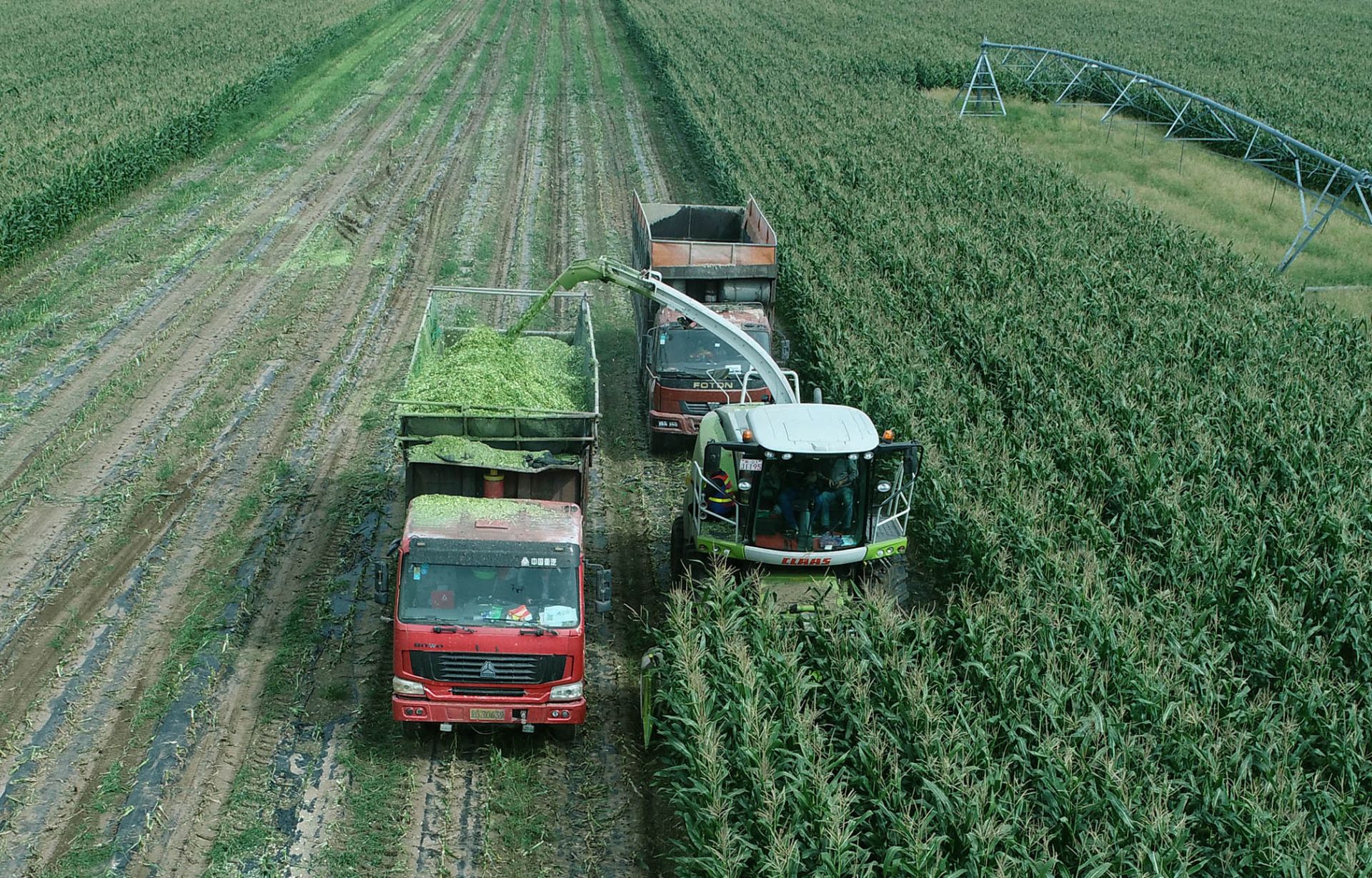 一台收割机9小时收割小麦45公顷,最新款玉米收割机青储收割视频