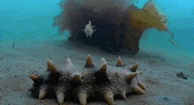 用海参下脚料造假海参 (造假的海参和真海参)