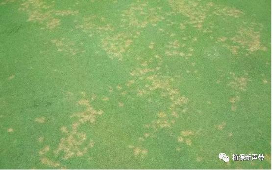 草坪锈病的病害预测及防治策略,草坪病害识别与防治