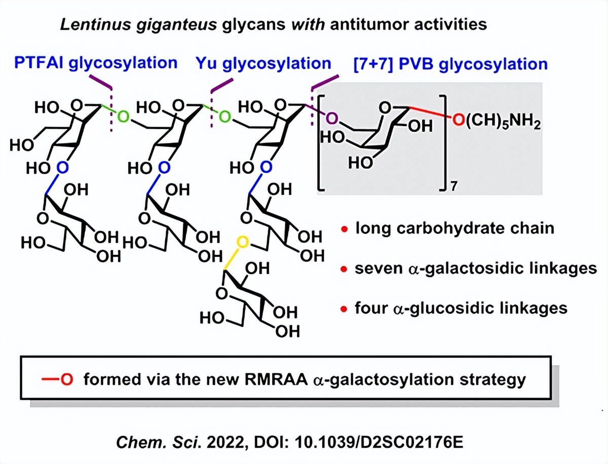 科学家首次实现具有抗肿瘤活性大杯香菇多糖的化学全合成