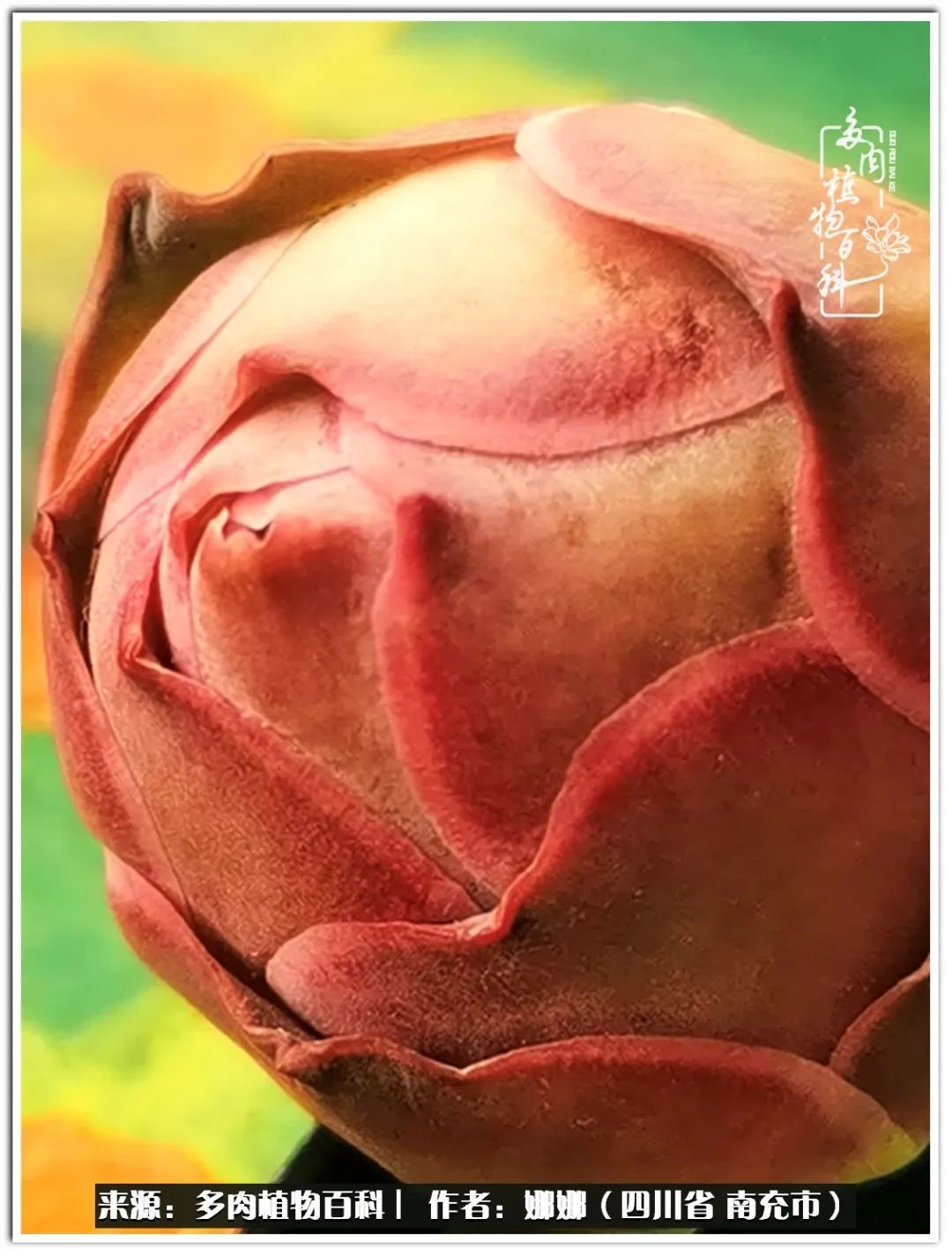 带刺的玫瑰阳台多肉,开花的玫瑰多肉