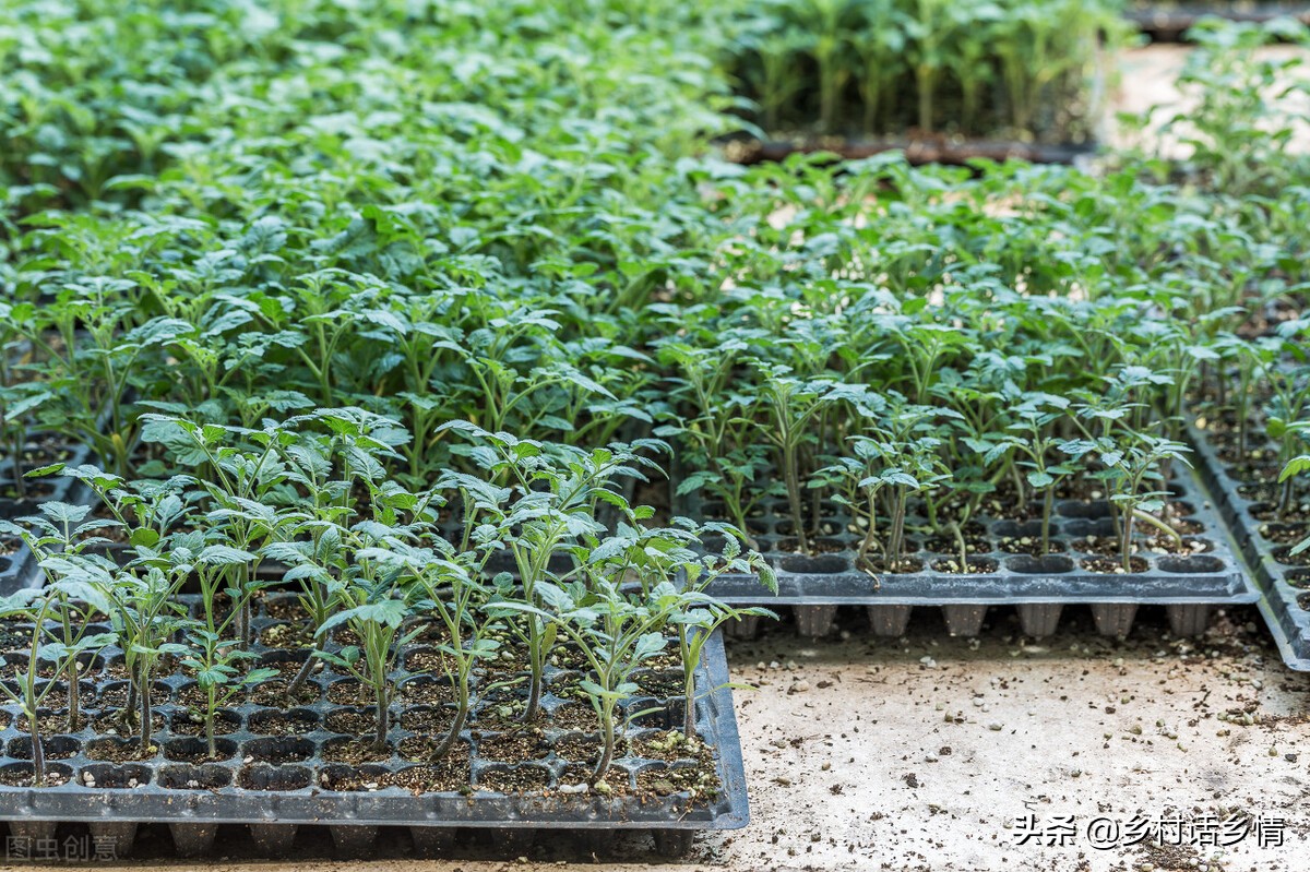 三农种植哪些蔬菜最赚钱,种植收益最高的蔬菜