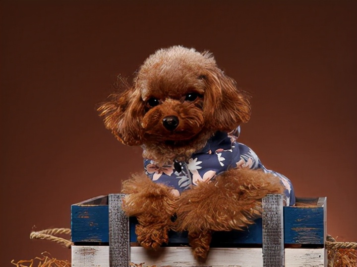 泰迪犬的正确饲养方法,如何饲养红泰迪犬视频大全