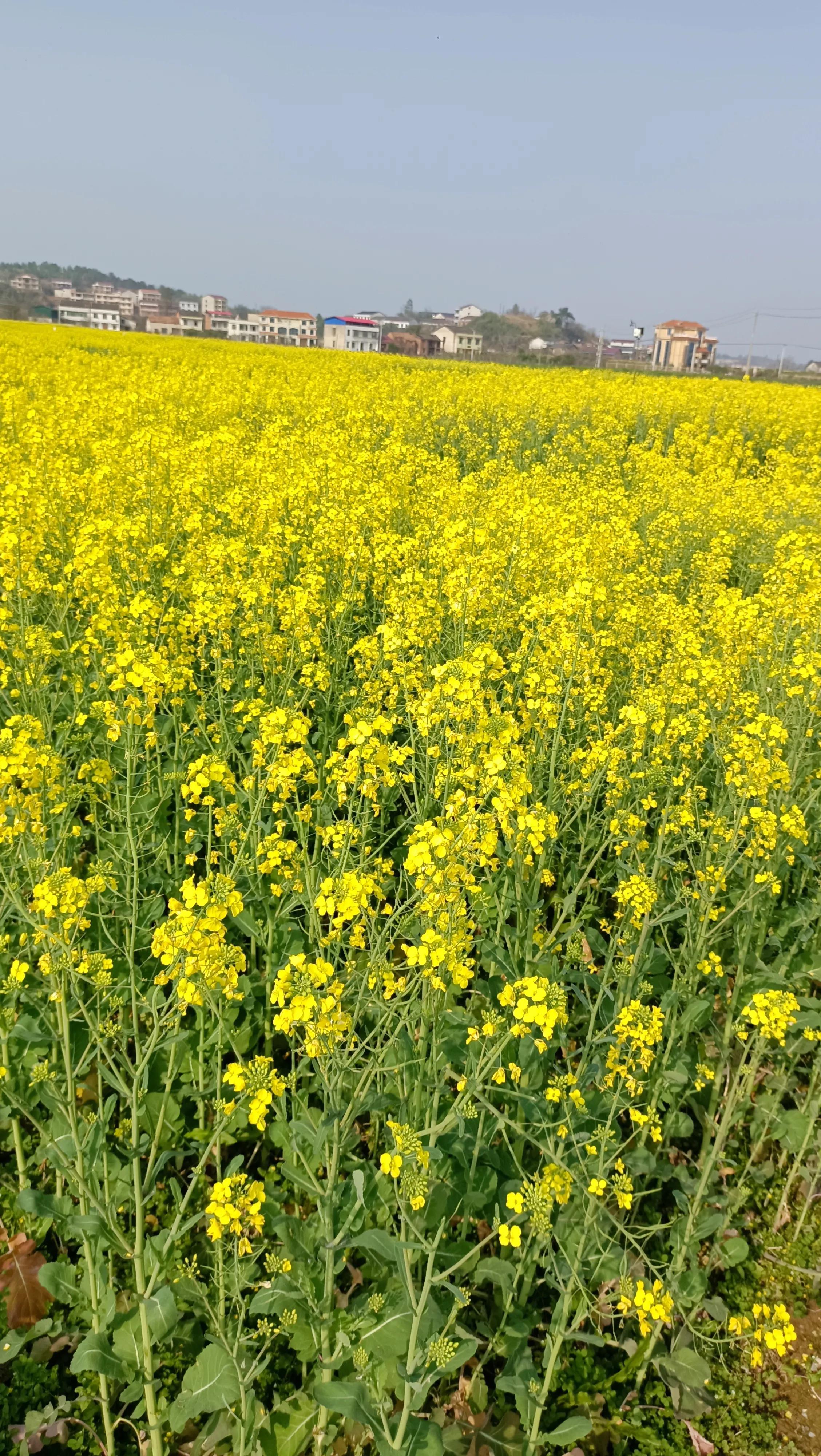 春暖花开好时节全文,春暖花开好时节下联