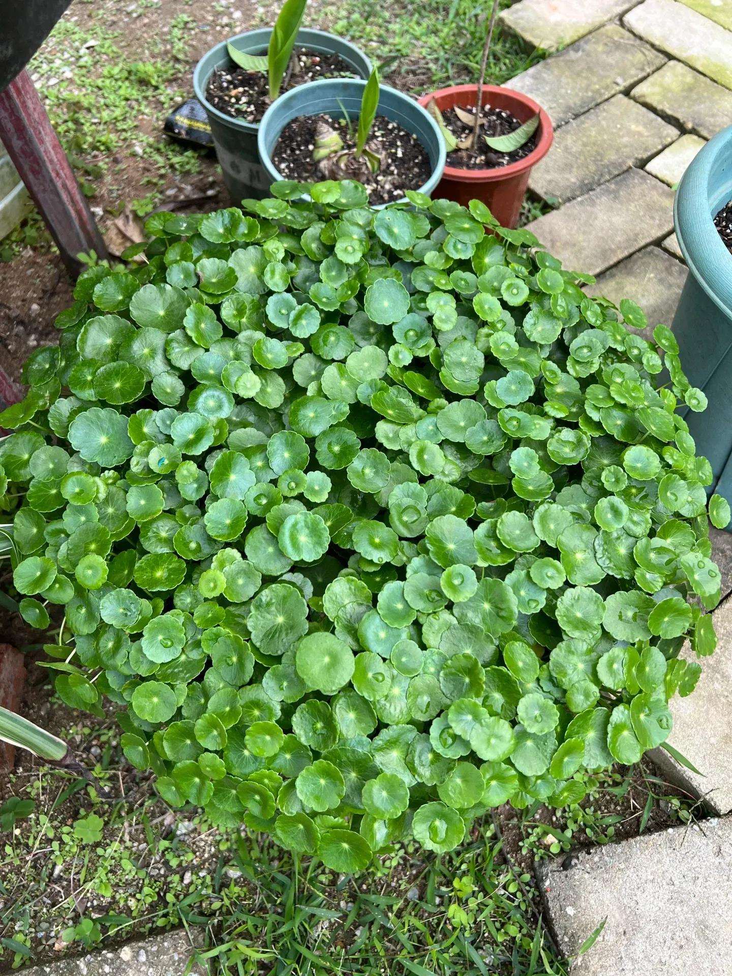 农村常见的顽固藤条植物,农村常见的止血植物图片