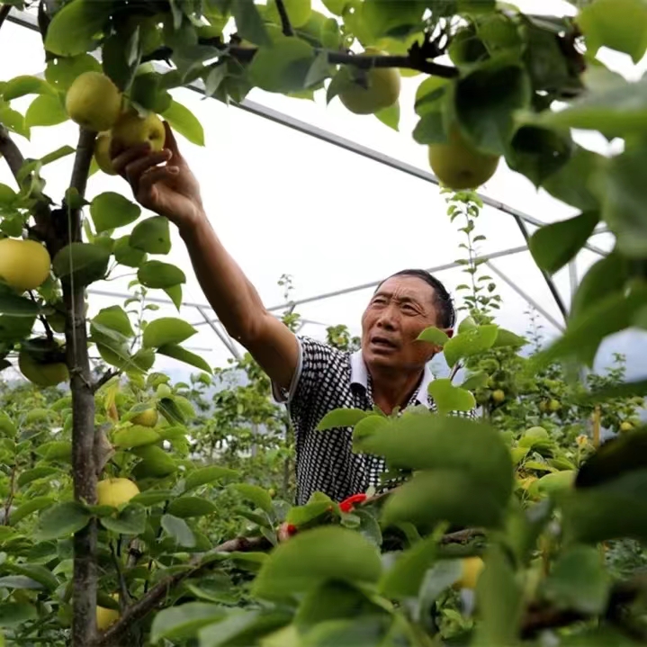 金川梨花节助力乡村振兴,金川县乡村振兴田园综合体