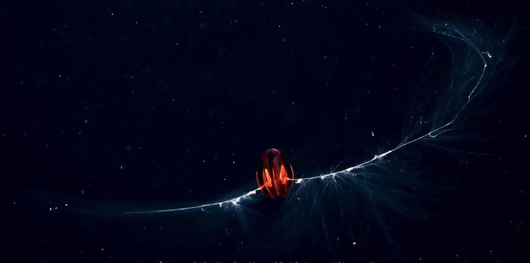 原来它们也有“性丑闻”,这片看完让我大开眼界