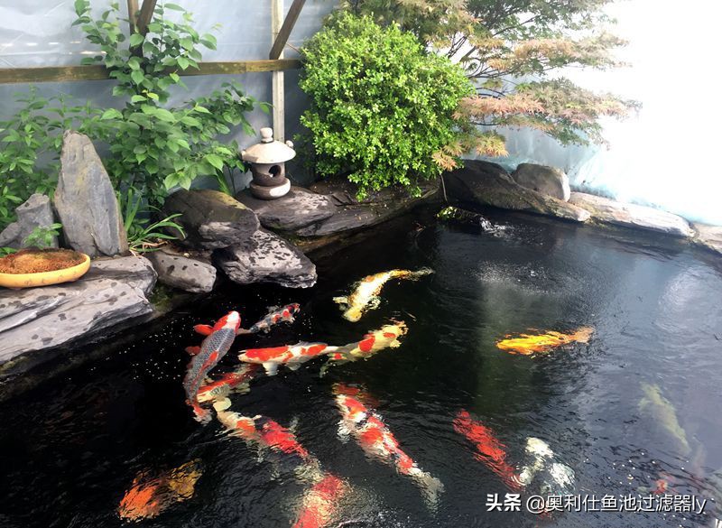 锦鲤的饲养方法和技术视频大全集,春季锦鲤鱼的养护理念和要点