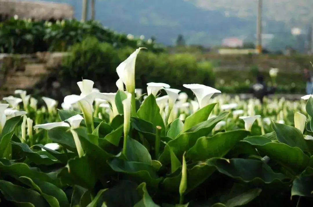 马蹄莲要开花了怎么养护,马蹄莲开花后怎么养护和管理