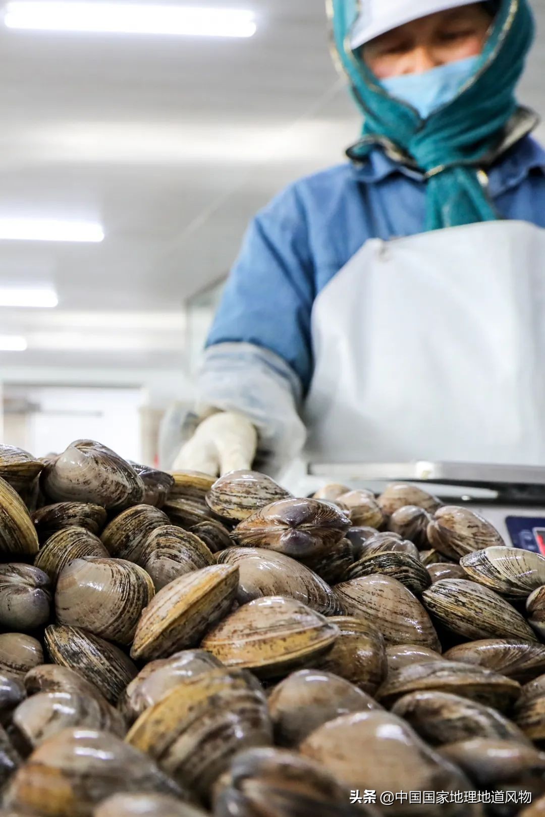 辽宁哪个地方的海鲜最好,辽宁各市都有啥海鲜