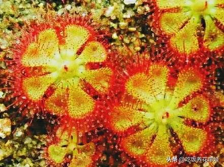 植物中的捕猎高手,植物界的捕猎大师